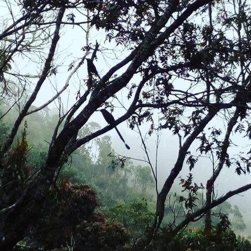 a bird sitting on a tree branch in a forest at Refugio en las Nubes in Santa Elena
