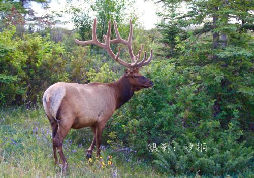 a deer with large antlers standing in a field at Scorpion Hiuse Langley ROOM B in Langley