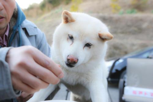 a man feeding a white dog with his hand at Farm Inn Minamiboso in Minamiboso
