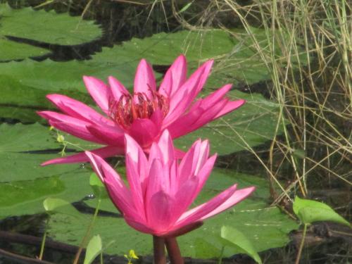 a pink water lily in a pond with green leaves at Peacock Lake Villa in Habarana