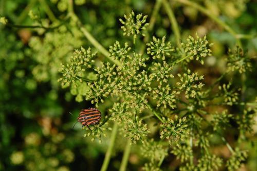 a butterfly is sitting on a green plant at Casavabene in Murazzano