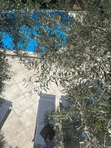 an overhead view of a tree with blue flowers at Apartmani Milos - Meljine in Herceg-Novi