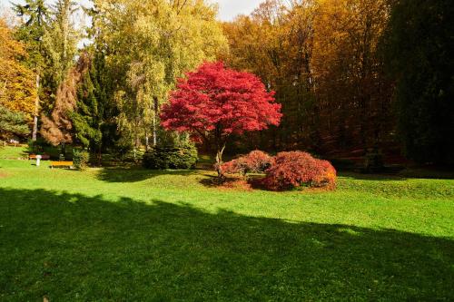 a red tree in the middle of a green field at Hotel Palace - KÚPELE SLIAČ in Sliač