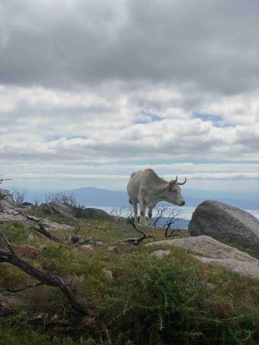 a cow standing on top of a hill at CASA do CAMPO Lestrove in Padrón