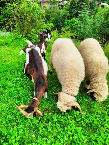 three goats are grazing in the grass at Biobauernhof Obermühle in Mittersill