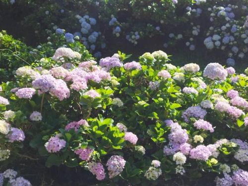 a bunch of purple flowers in a garden at Chalé Fava Ipiranga Rodeio in Rodeio