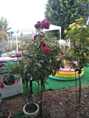 a flower garden with roses in front of a roller coaster at Avantura Kamp in Jošanica