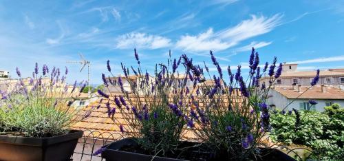 un jardin avec des fleurs violettes en pots sur le toit dans l'établissement 4 Le Saint Joseph city center of Antibes with AC, à Antibes