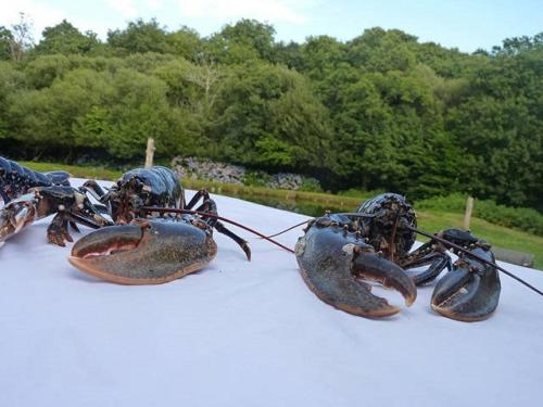 a group of lobsters sitting on top of a table at La suite du paysan terrasse privative avec salon de jardin et bain de soleil cuisine privé bain à remous privatif plage de sable fin à 7 mn in Tréméoc