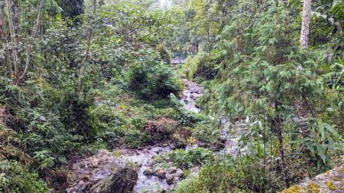 a stream in the middle of a forest at Munsong Norling Homestay - A unit of Dhitang- Offbeat Kalimpong in Pedong