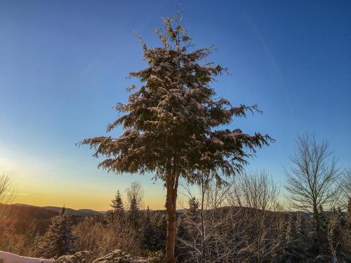 a tree with snow on it in a field at Refuge Exitchalets Spa & View in Sainte-Lucie-de-Doncaster