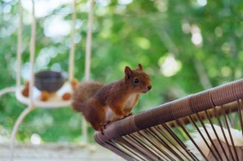 a squirrel sitting on the back of a bench at Hardanger Fjordtun TREETOPCABIN, nature, birds, silence, fjord and many nice hikes nearby in Herand