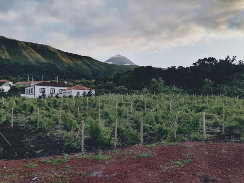 a view of a vineyard with a mountain in the background at Casas do Baleeiro - Casa da Vinha in Cais do Pico