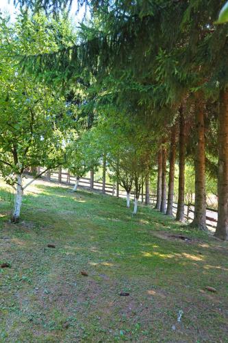 a row of trees in a field with grass at Planinska kuća Palačinka in Despotovac
