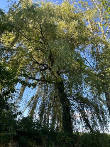 a tall willow tree with its branches at Le domaine de Brie in Châtillon-la-Borde