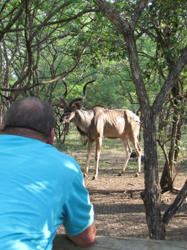 a man in a blue shirt looking at a deer at SERENITY Du Bois Lodge in Marloth Park