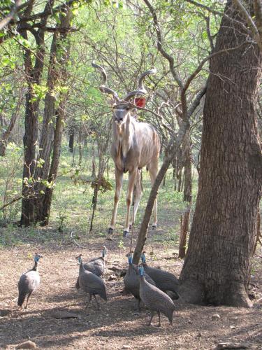 a gazelle standing next to a group of birds at SERENITY Du Bois Lodge in Marloth Park