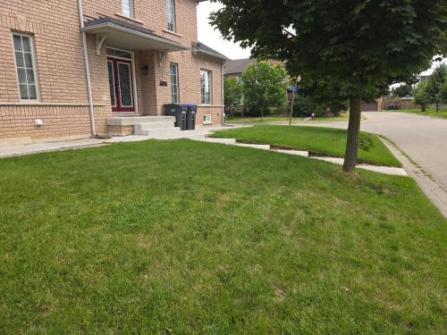 a tree in the grass in front of a building at Luxury Home in Mississauga in Mississauga