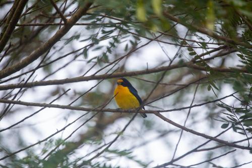 a yellow bird sitting on a tree branch at Lago 7 Cores in Tapiraí