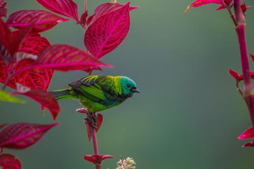 a colorful bird sitting on a tree branch at Lago 7 Cores in Tapiraí
