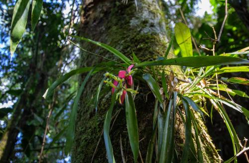 a pink flower on a tree in the forest at Lago 7 Cores in Tapiraí