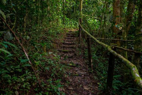 a trail in the middle of a forest at Lago 7 Cores in Tapiraí