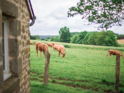 a herd of brown cows grazing in a field at Gîte de charme rénové avec cheminée, terrasse et proche randonnées - Capacité 13 pers. - FR-1-410-179 in Saint-Léonard-des-Bois