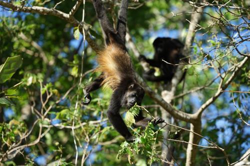 a squirrel monkey hanging from a tree at Villas Welcome to Heaven in Carrillo