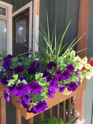 a flower box filled with purple and yellow flowers at Upper Room in the Mission in Kelowna
