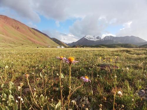 a field with flowers and mountains in the background at Nice Yurt Camp in Sary-Mogul