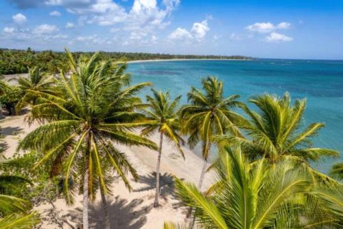 an aerial view of a beach with palm trees at Dorado Tranquil Escape in Dorado