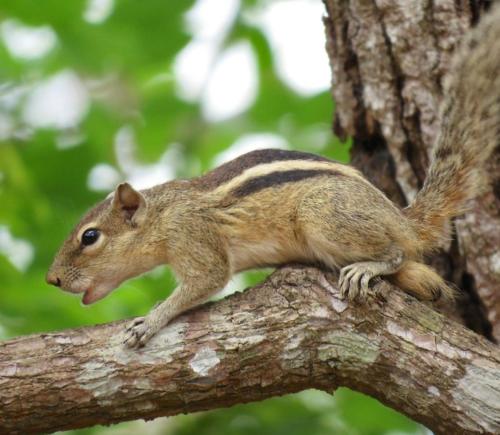 a small squirrel sitting on a tree branch at freedom house in Unawatuna