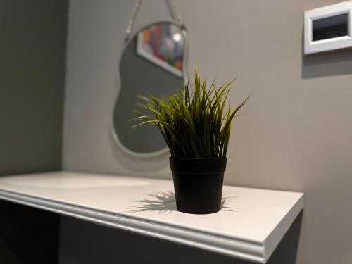 a plant sitting on top of a white counter at Beautiful Brighton Apartment, 5min walk to beach in Brighton & Hove