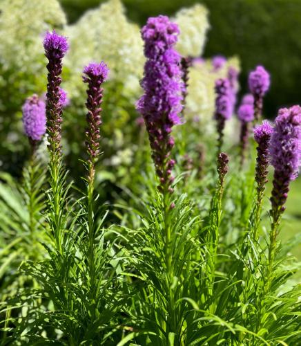 a group of purple flowers in a field at Ferienwohnungen Monika Winter in Kleinarl