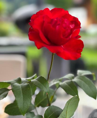 a red rose in a vase at Ferienwohnungen Monika Winter in Kleinarl
