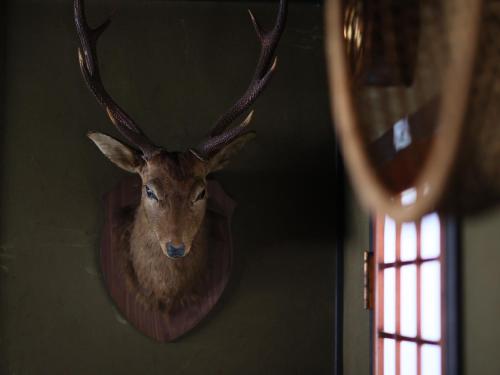 a large deer head hanging on a wall at 料理旅館 山里料理 いそべ -Ryokan Isobe- in Kami-hiraya