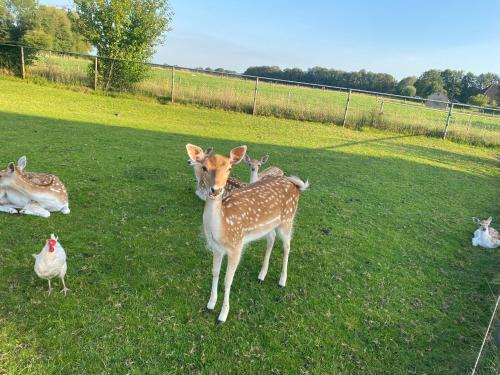 a deer standing in the grass next to a chicken at Landelijk Hijken in Hijken