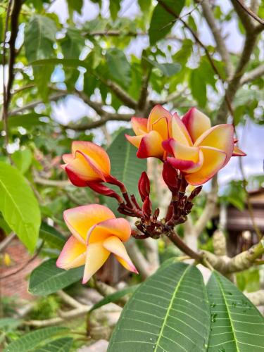 a group of orange and yellow flowers on a tree at PINOKKIO B&B Restaurant in Jimbaran