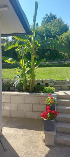 a park with two plants and flowers in pots at Privatzimmer Roland in Hutten