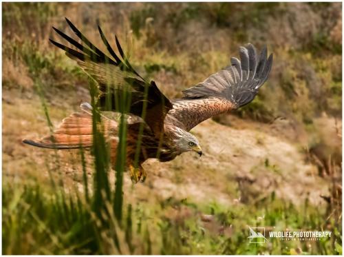 a bird flying in the air with its wings out at Łasko - Wildlife Phototherapy - 4 luksusowe, klimatyzowane wille, z dostępem do oddalonego o 5 min spacerem prywatnego terenu rekreacyjnego in Bierzwnik