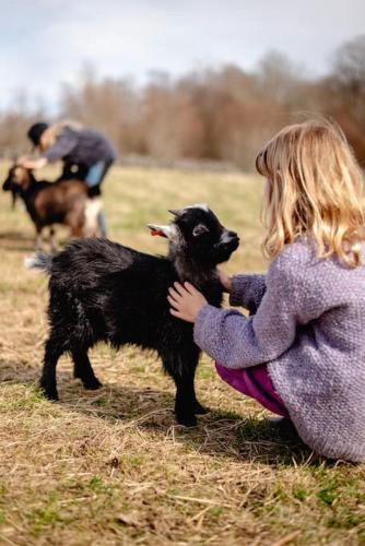 a little girl is petting a black goat at Krokens Gård in Fotskäl