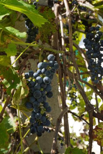 a bunch of blue grapes hanging from a tree at Das kleine Weinberghäuschen in Garabonc - Jägerpince in Garabonc