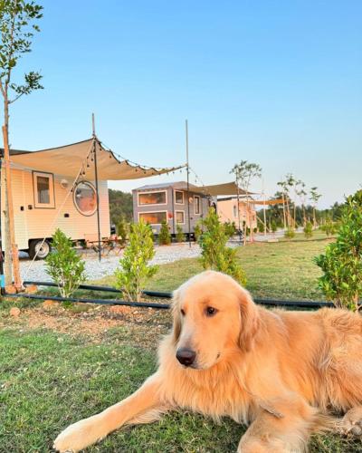 Κατοικίδιο ή κατοικίδια επισκεπτών που μένουν στο เติมฝัน แคมป์ปิ้ง