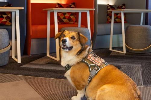 a dog wearing a harness sitting in a room at Tru By Hilton Yakima Airport in Yakima