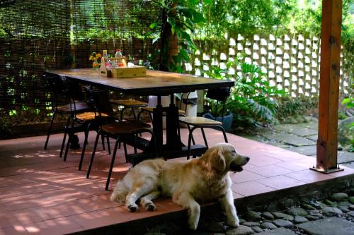 Haiwan peliharaan atau haiwan-haiwan peliharaan yang menginap dengan tetamu di Blue Lagoon Cat Ba