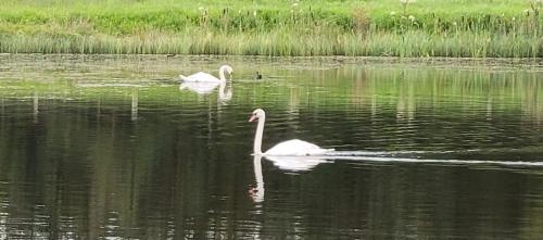 two swans are swimming in the water at Waterfront Lodges - North Cabin in Ballinamore