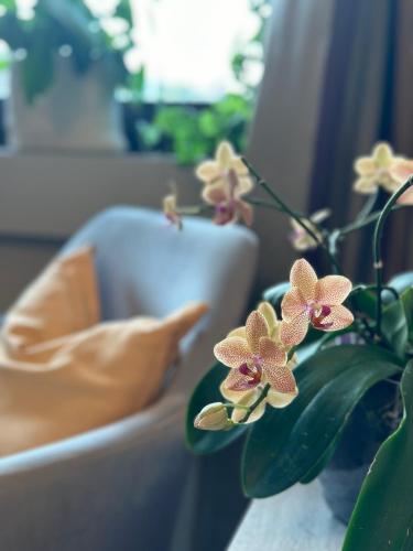 CocconatoにあるRinirmaの花が咲いたソファの隣に置かれた植物