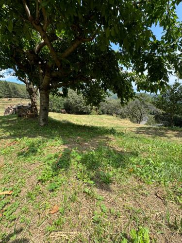 a tree in the middle of a grass field at Casa Rural CAL PAGÉS Montseny in Montseny
