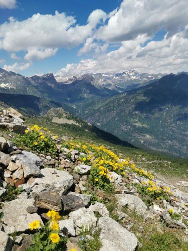 a field of yellow flowers on a rocky mountain at La Dimora della Fontana in Mozzio