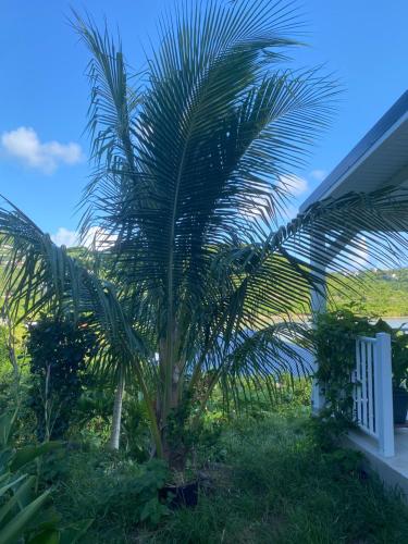 a palm tree in a yard next to a house at logement insolite sous les tropiques in Grand Case